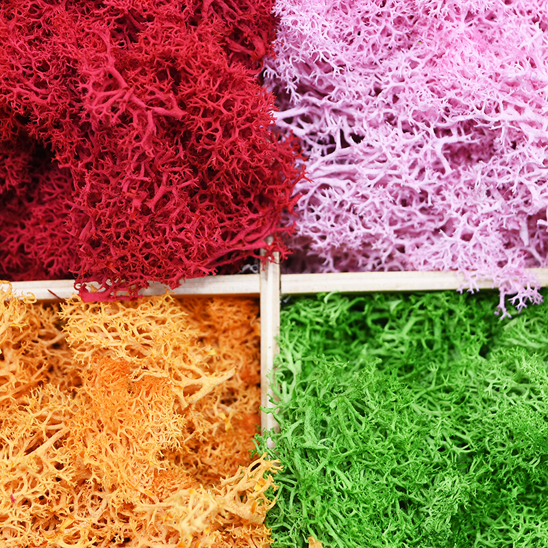 20/40g Artificial Green Plants - Sphagnum Moss Dry ulasan dan harga