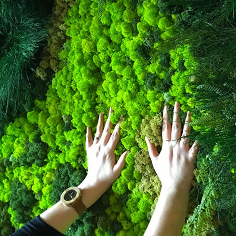 40/20g Artificial Immortal Mos - Sphagnum Moss Dry ulasan dan harga