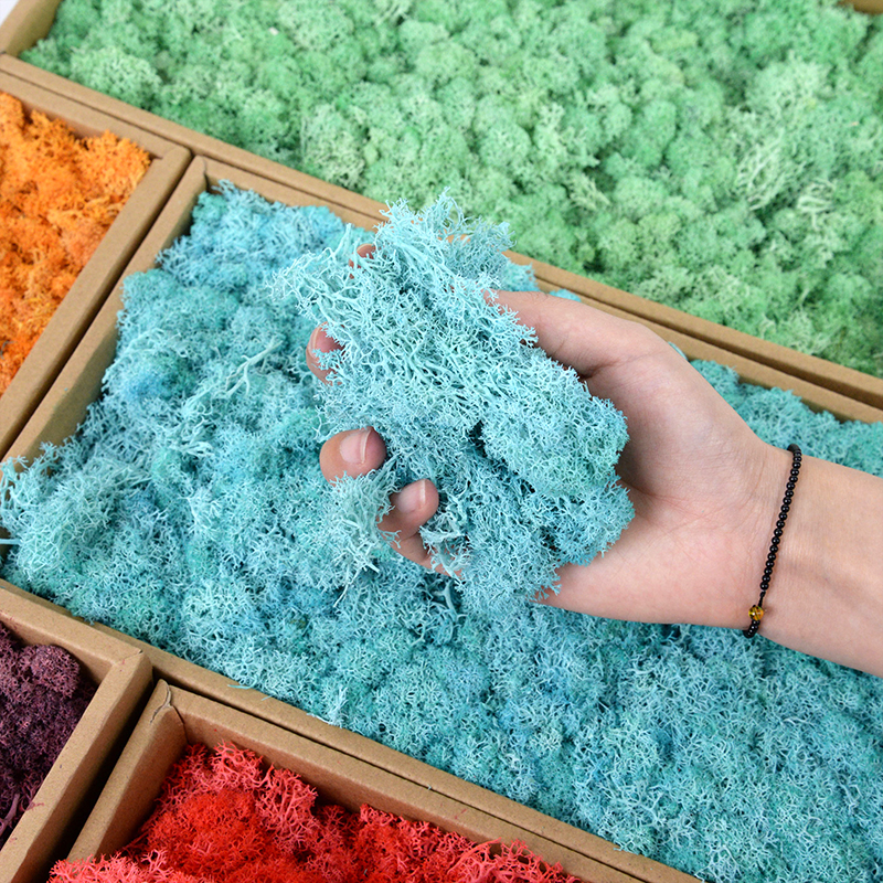 40/20g Artificial Immortal Mos - Sphagnum Moss Dry ulasan dan harga