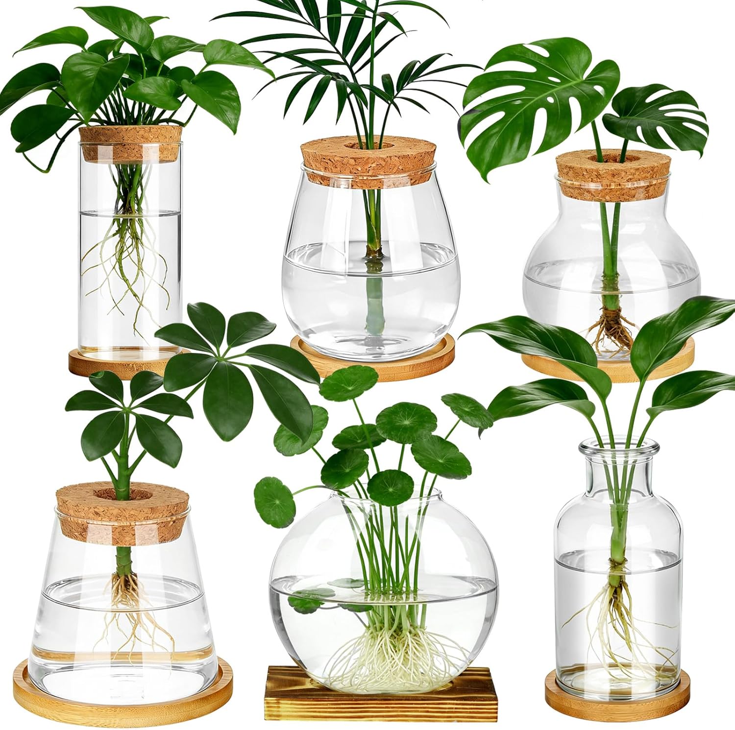 6 Pcs Plants Propagation Stati - Propagation Station Vase ulasan dan harga