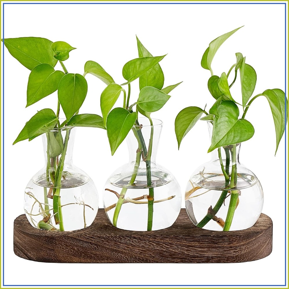 Desktop Plant Propagation Stat - Propagation Station Vase ulasan dan harga