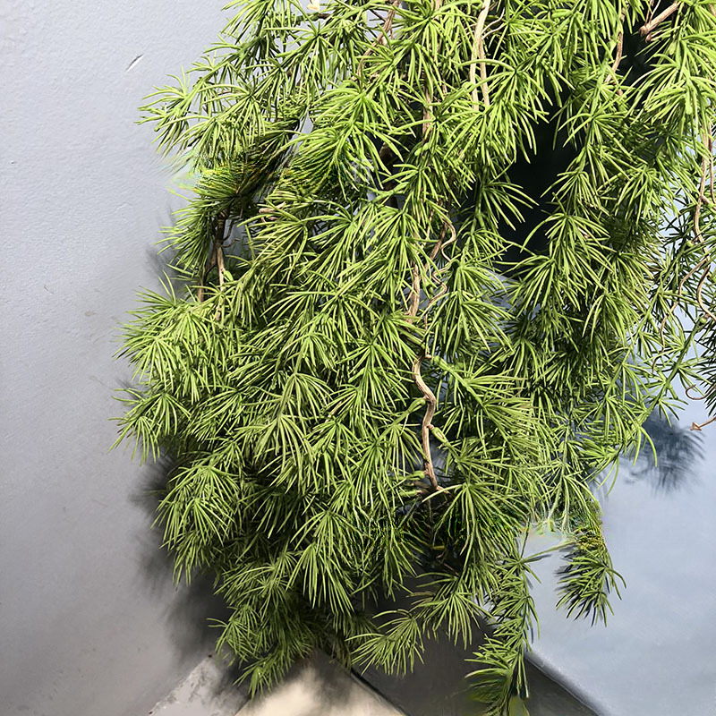 New Pine Needle Vine Wall Hang - Sphagnum Moss Dry ulasan dan harga