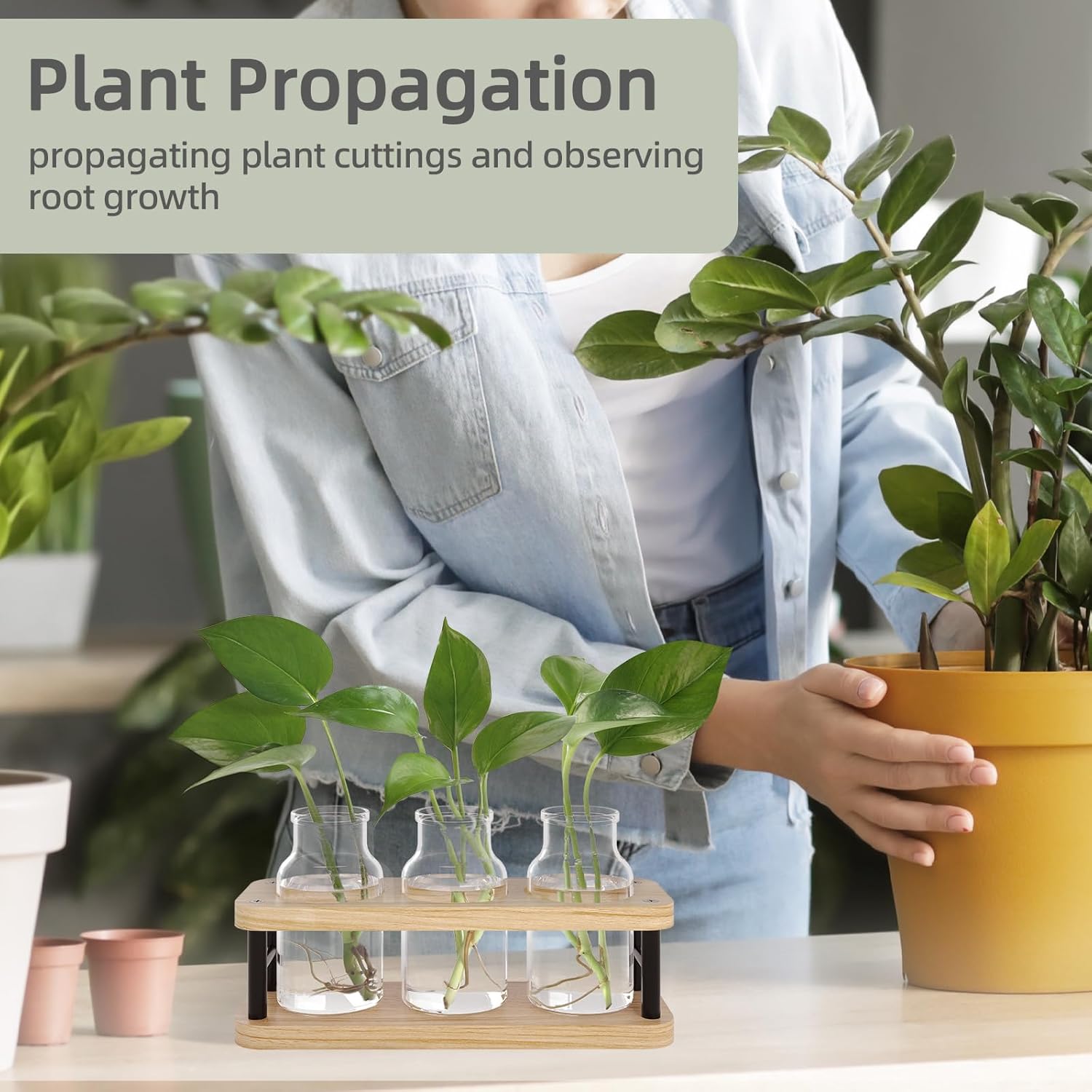 Propagation Station with Woode - Propagation Station Vase ulasan dan harga