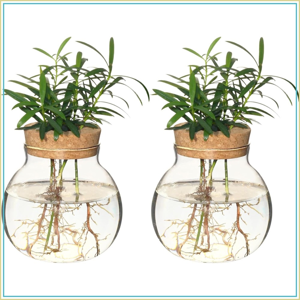 Hydroponic Plant Propagation S - Propagation Station Vase ulasan dan harga