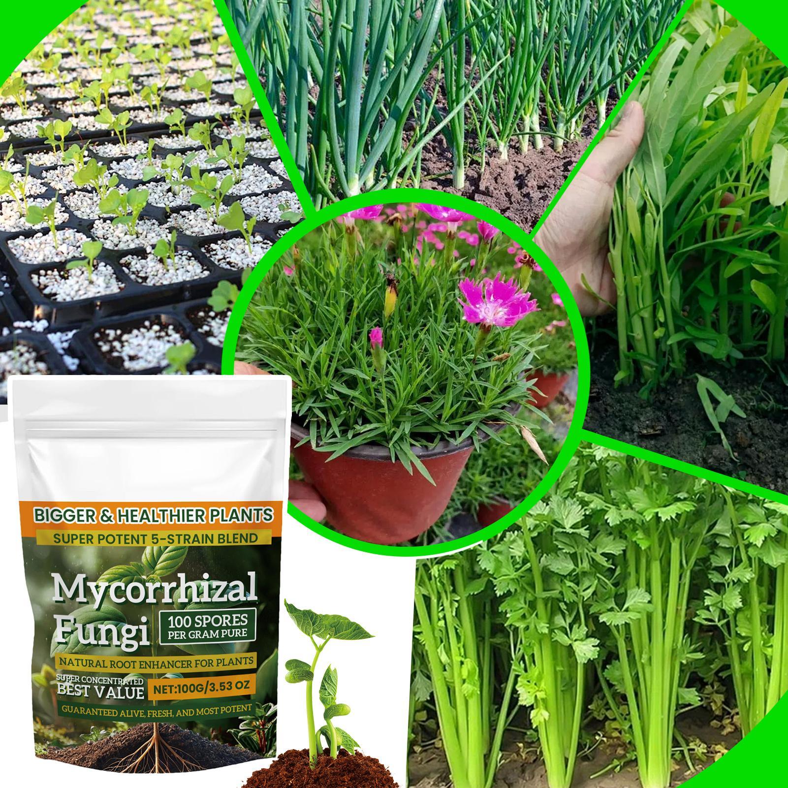 Plant Growth Enhancer Powder 1 - Rooting Hormone Powder ulasan dan harga