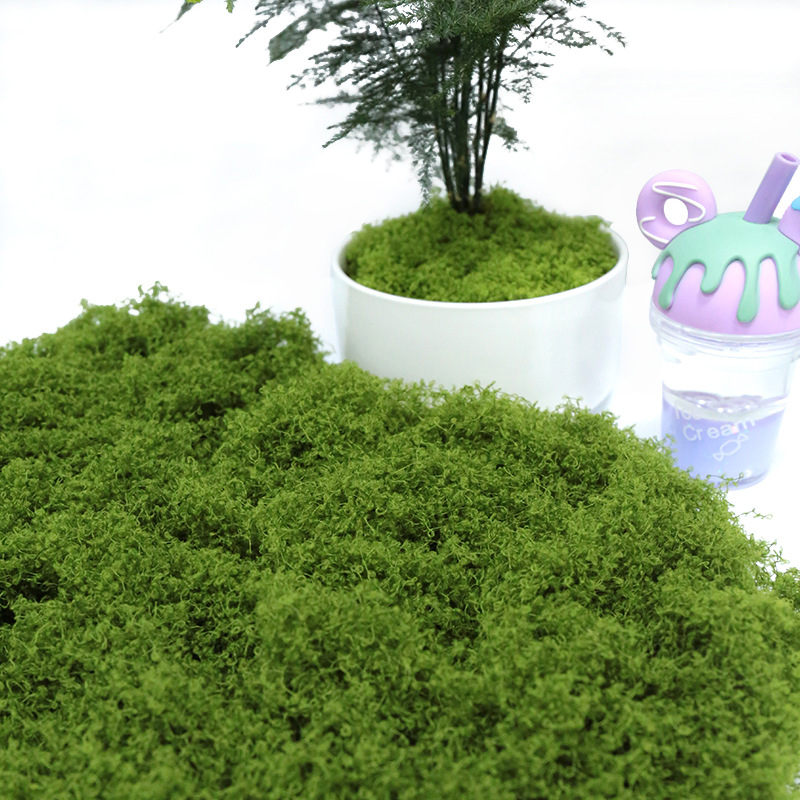 【P】50g Fake Moss DIY Crafts Gr - Sphagnum Moss Dry ulasan dan harga